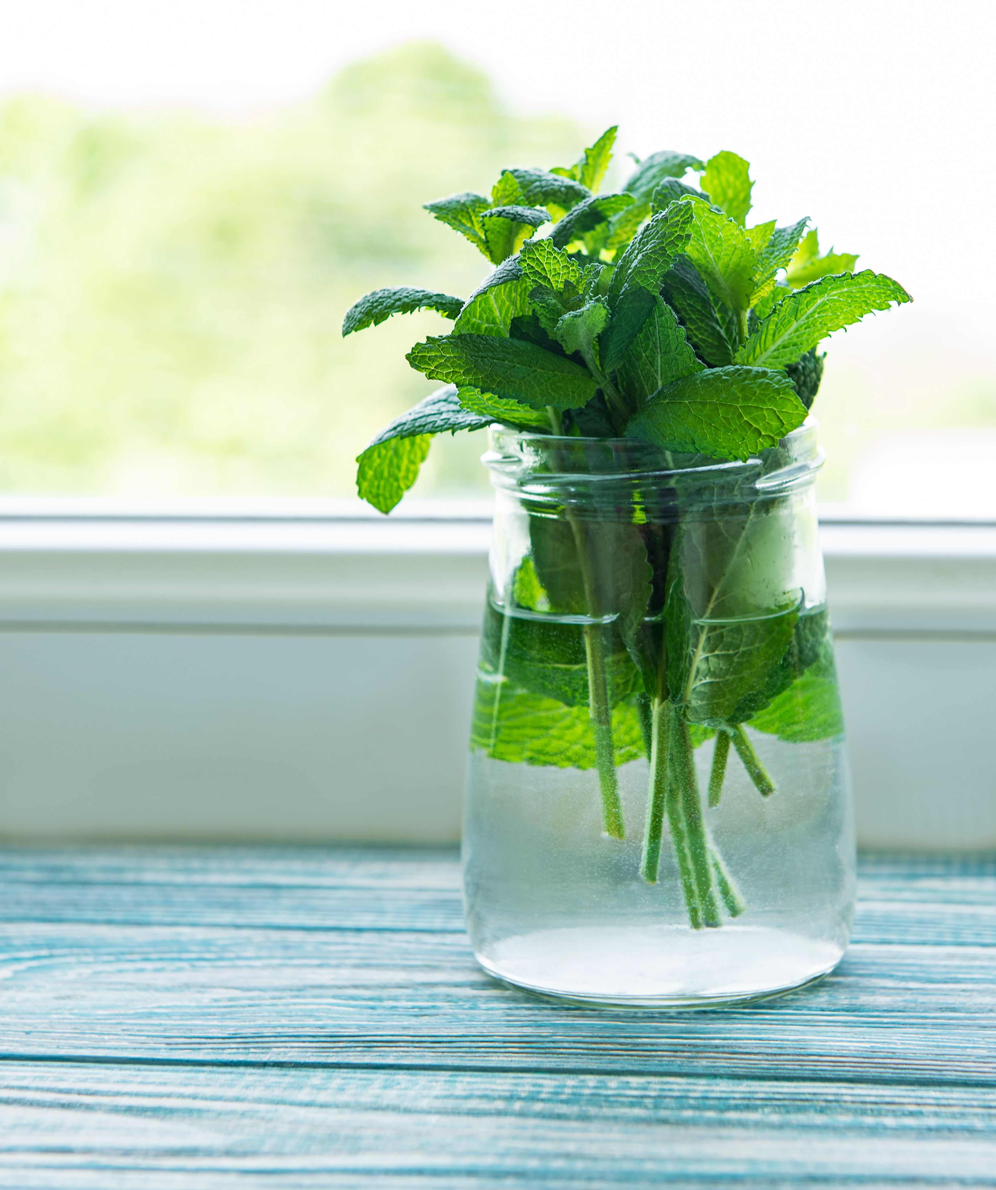 How To Store Mint and Keep It Fresh